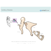 Auditory Ossicles