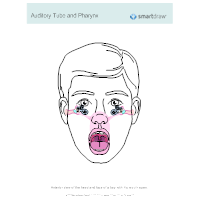 Auditory Tube and Pharynx