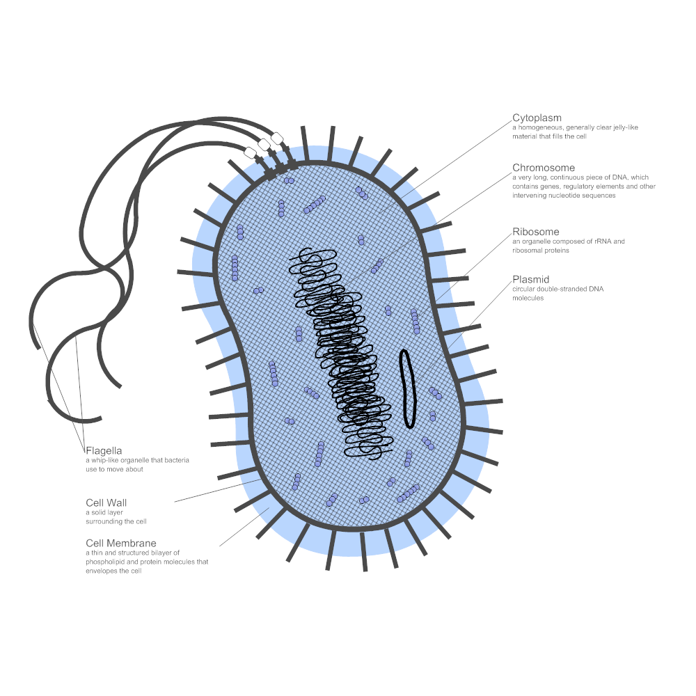 Example Image: Bacteria Diagram