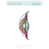 Ciliary Body of the Eye