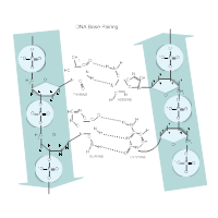DNA Base Pairing Diagram