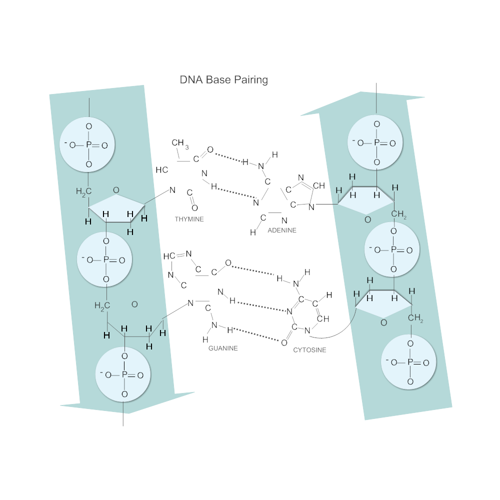 Example Image: DNA Base Pairing Diagram