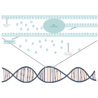 DNA Transcription Diagram