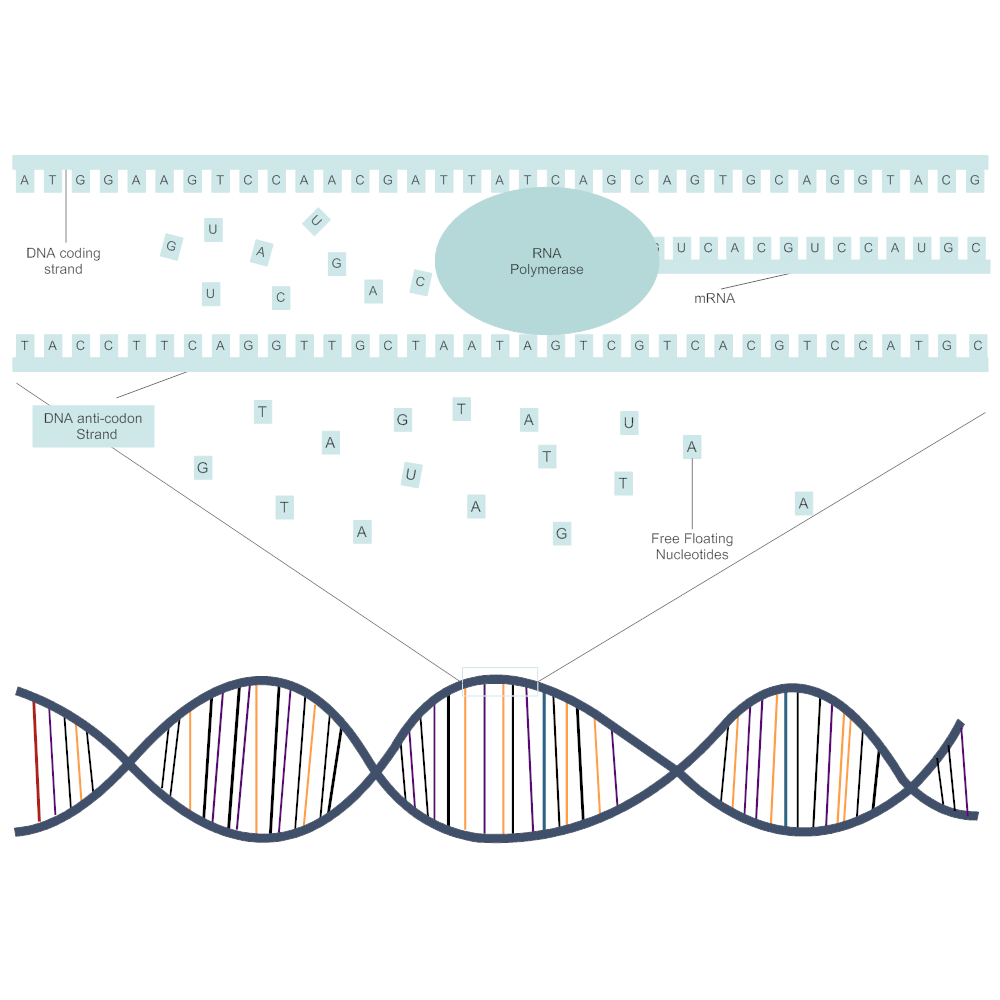 Example Image: DNA Transcription Diagram