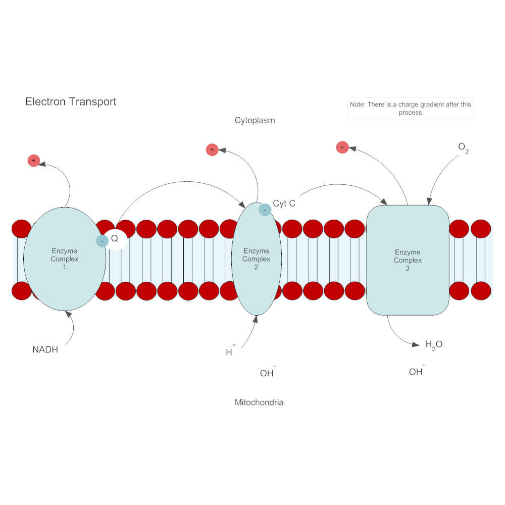 Example Image: Electron Transport Biology Diagram