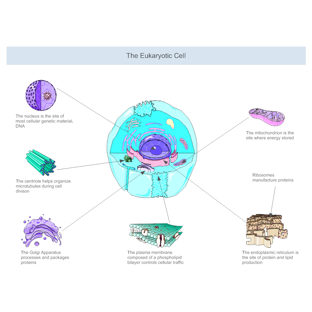 Example Image: Eukaryotic Cell Diagram