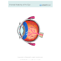 Internal Anatomy of the Eye