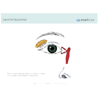 Lacrimal Apparatus - 2