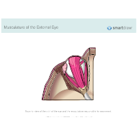 Musculature of the Eye - 1