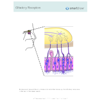 Olfactory Receptors - 1