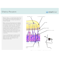 Olfactory Receptors - 2