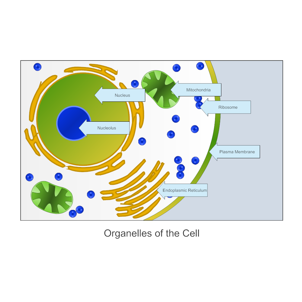 Example Image: Organelles of a Cell - Biology Diagram