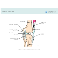 Parts of the Knee