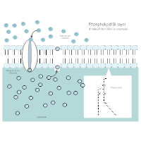 Phospholipid Bi-Layer Diagram