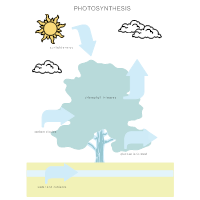 Photosynthesis Diagram