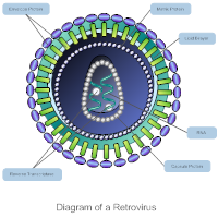 Retrovirus Diagram