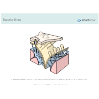 Superior Sinus