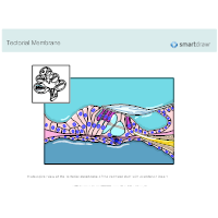 Tectorial Membrane