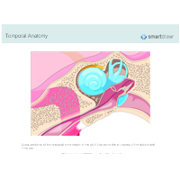 Temporal Anatomy