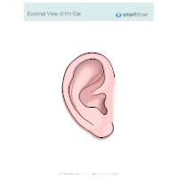 View of the Ear - External
