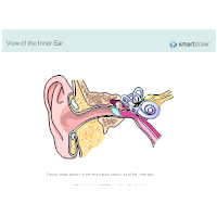 View of the Ear - Inner