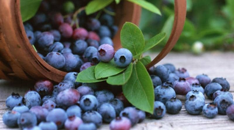 7 Awesome Reasons for Eating Blueberries