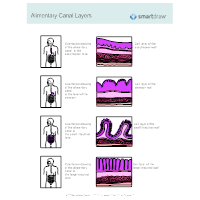 Alimentary Canal Layers