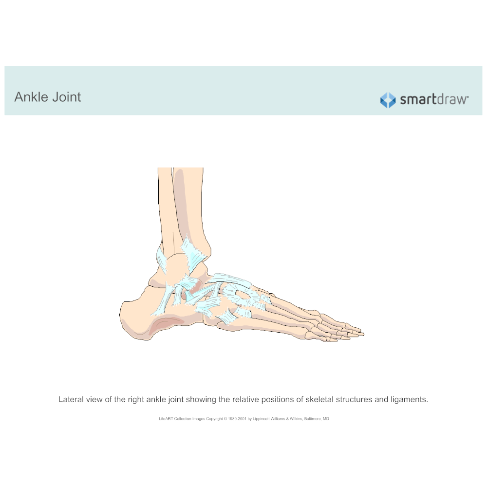 Example Image: Ankle Joint
