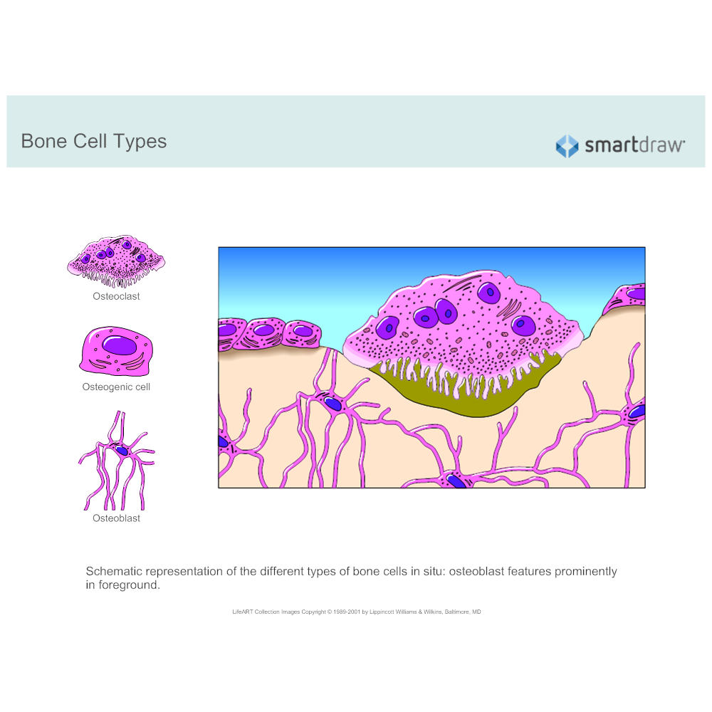 Example Image: Bone Cell Types