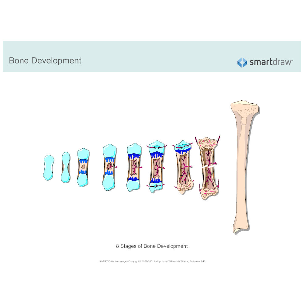 Example Image: Bone Development