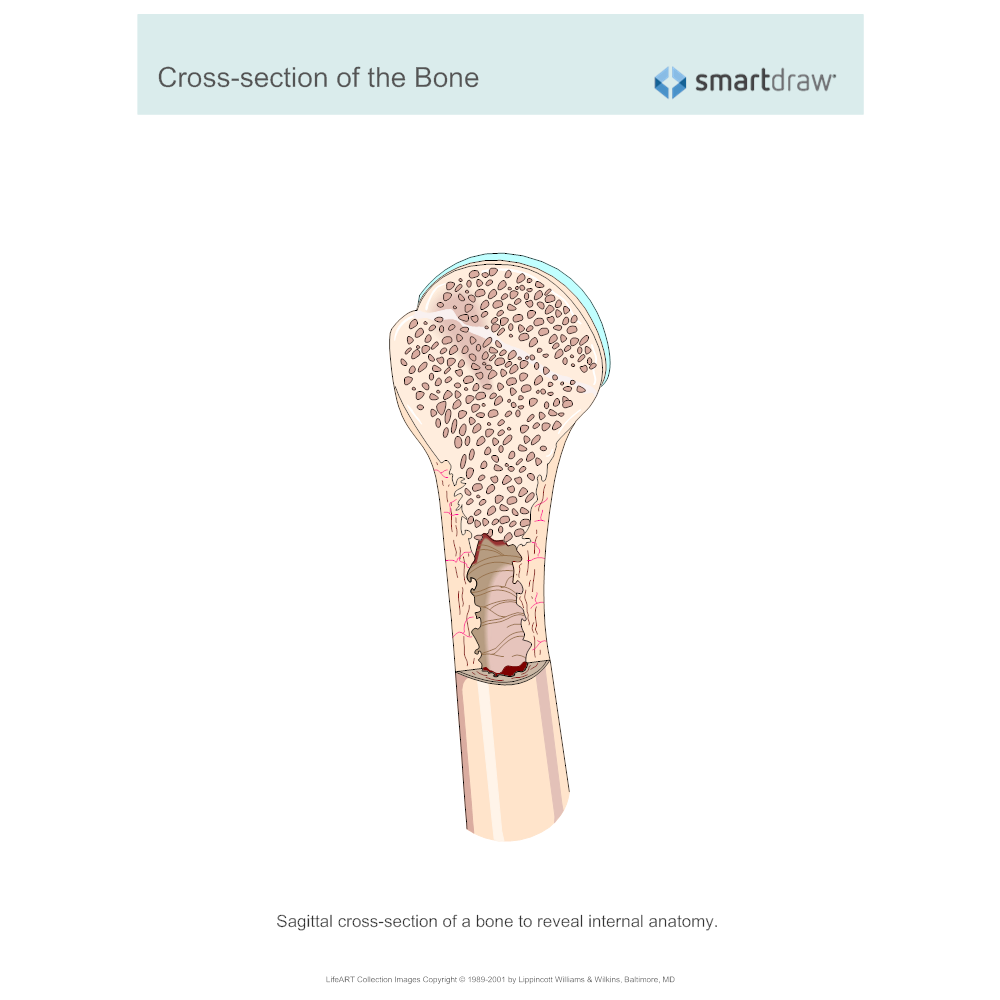 Example Image: Cross-section of the Bone