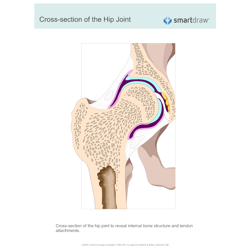 Example Image: Cross-section of the Hip Joint