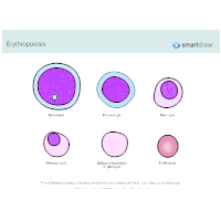 Erythropoiesis - Red Blood Cell Production