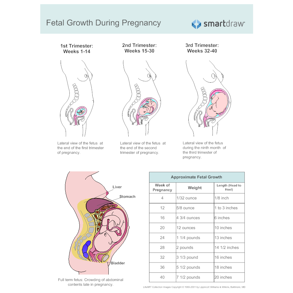 Example Image: Growth of Human Fetus