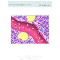 Hemopoiesis in Bone Marrow