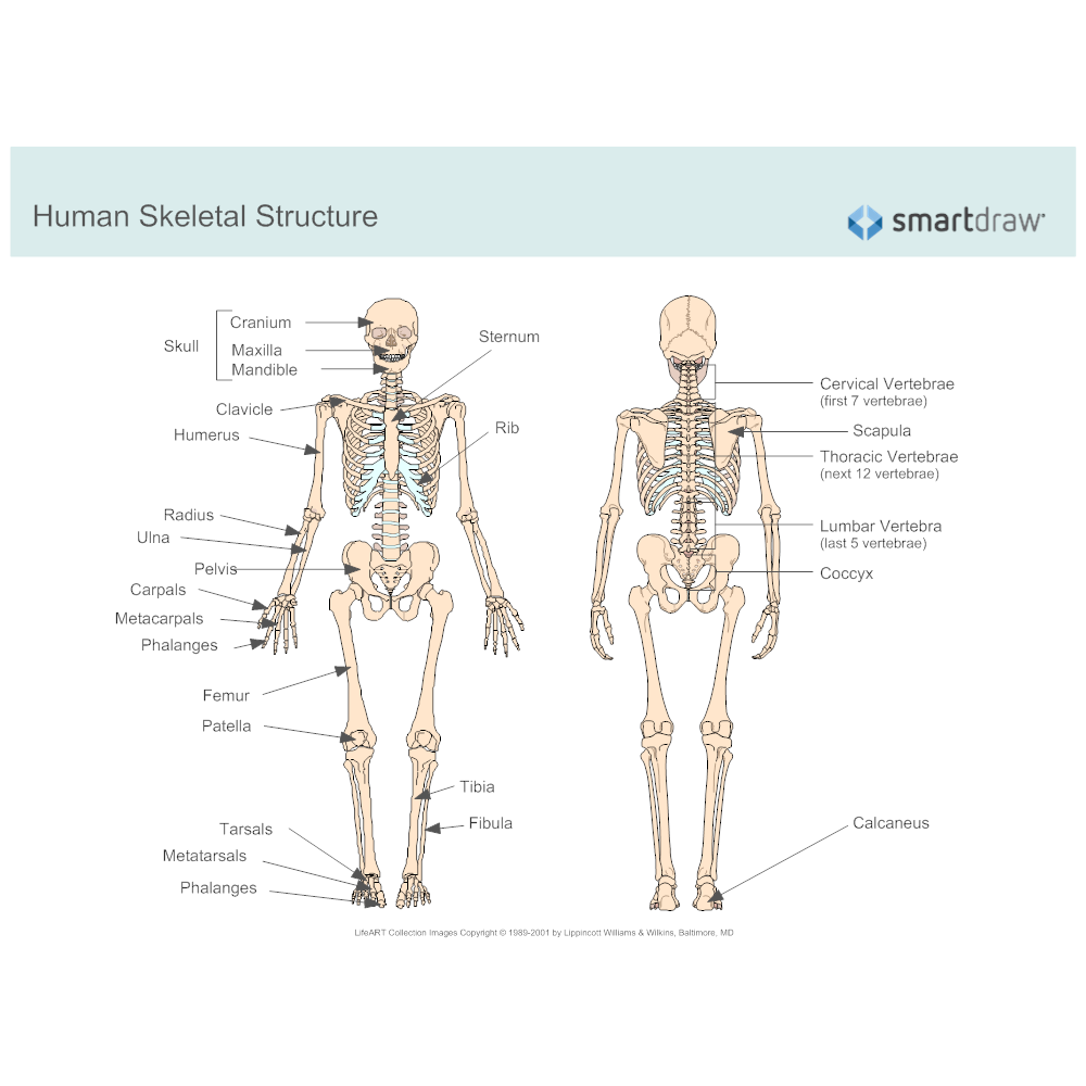 Example Image: Human Skeletal System Diagram