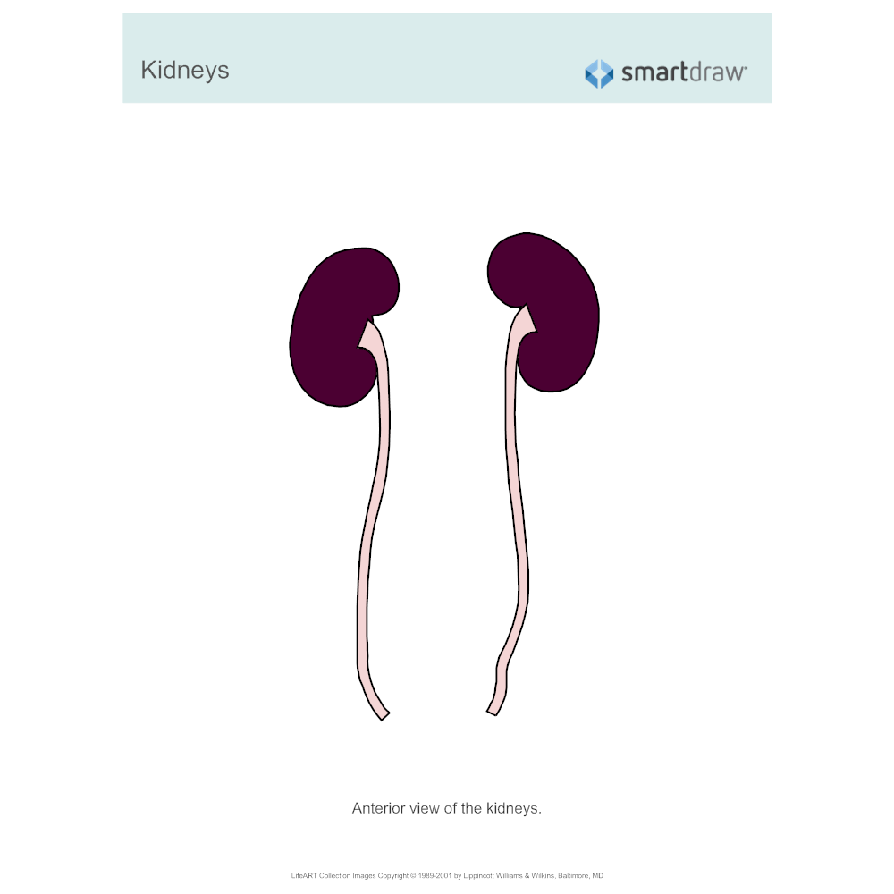 Example Image: Kidneys