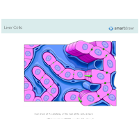 Liver Cells
