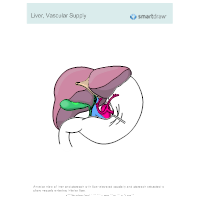 Liver, Vascular Supply