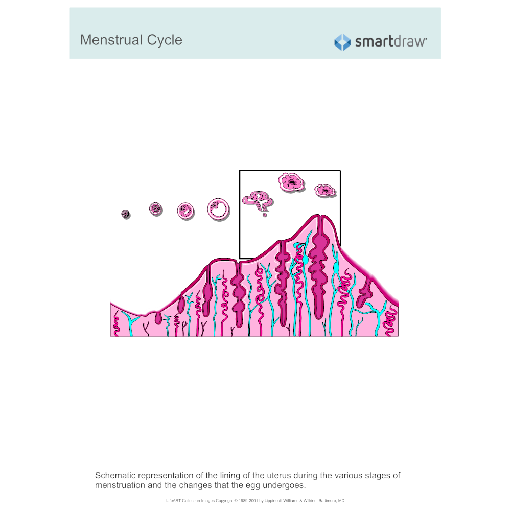 Example Image: Menstrual Cycle