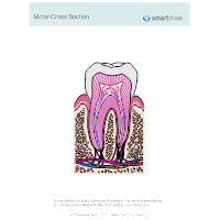 Molar Cross Section