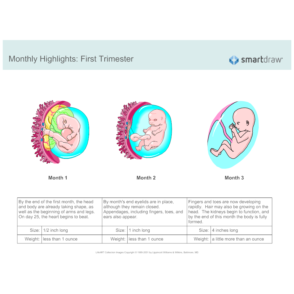 Example Image: Monthly Highlights - First Trimester