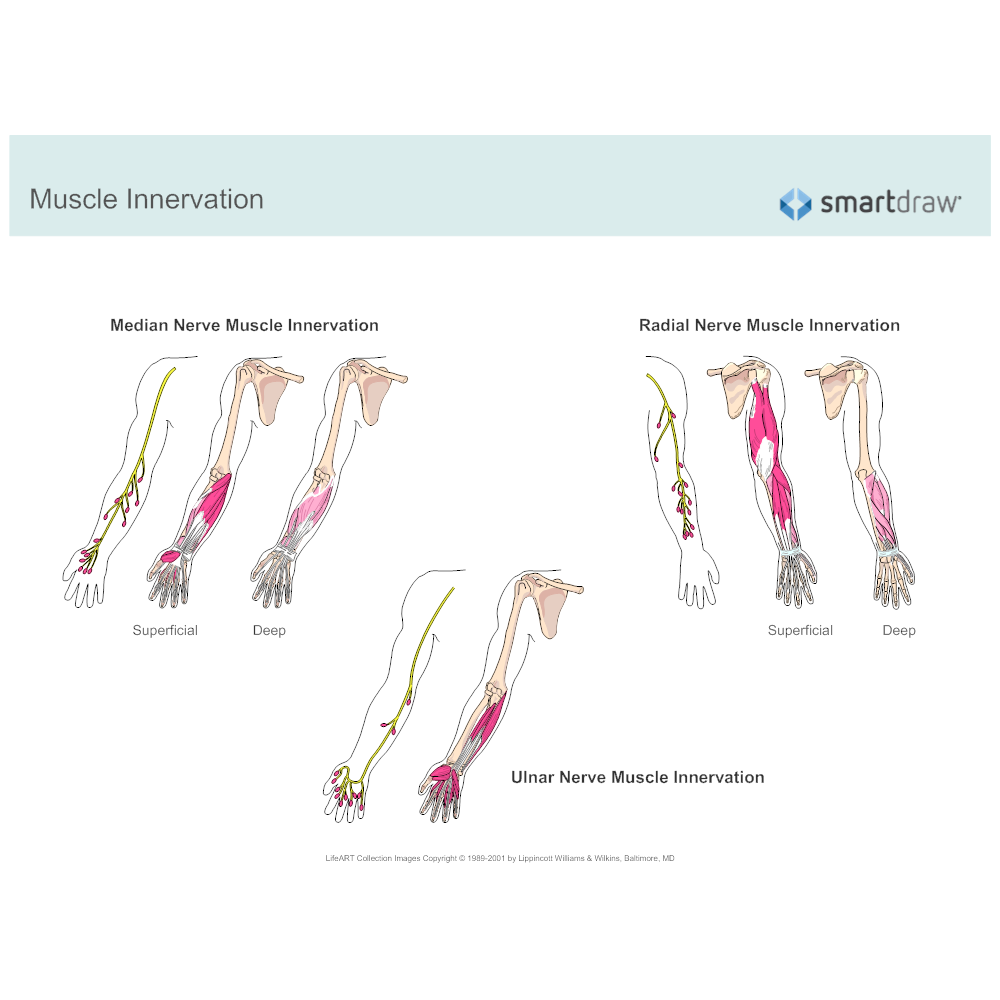 Example Image: Muscle Innervation
