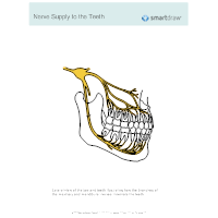 Nerve Supply to the Teeth