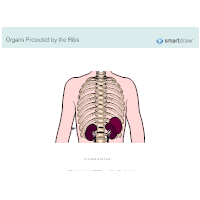 Organs Protected by the Ribs