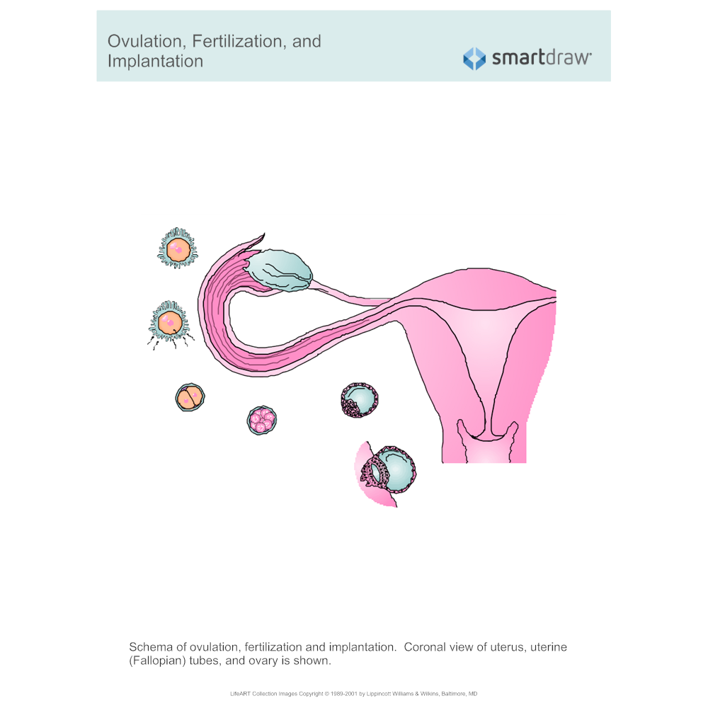 Example Image: Ovulation, Fertilization, and Implantation
