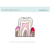Periodontal Ligament Closeup