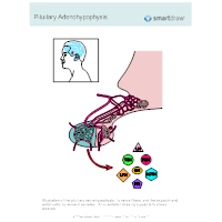 Pituitary Adenohypophysis