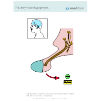 Pituitary Neurohypophysis