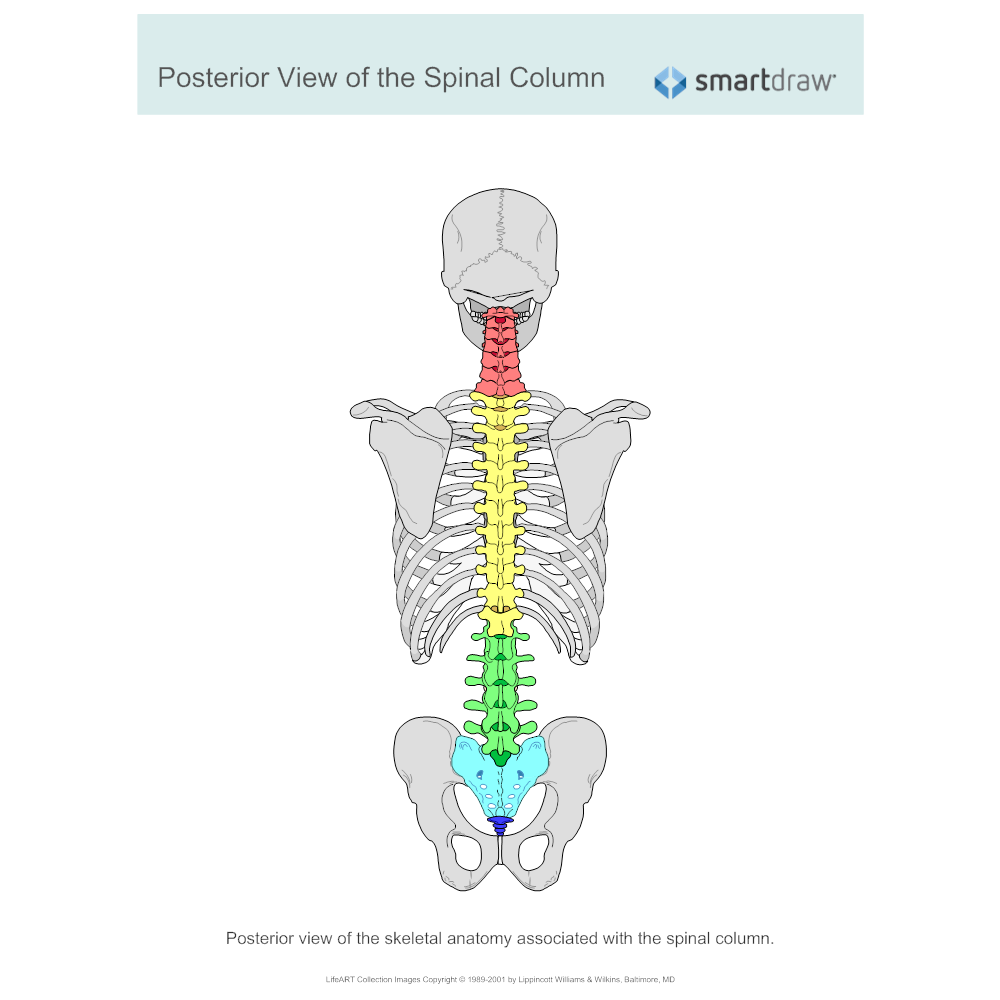Example Image: Posterior View of the Spinal Column